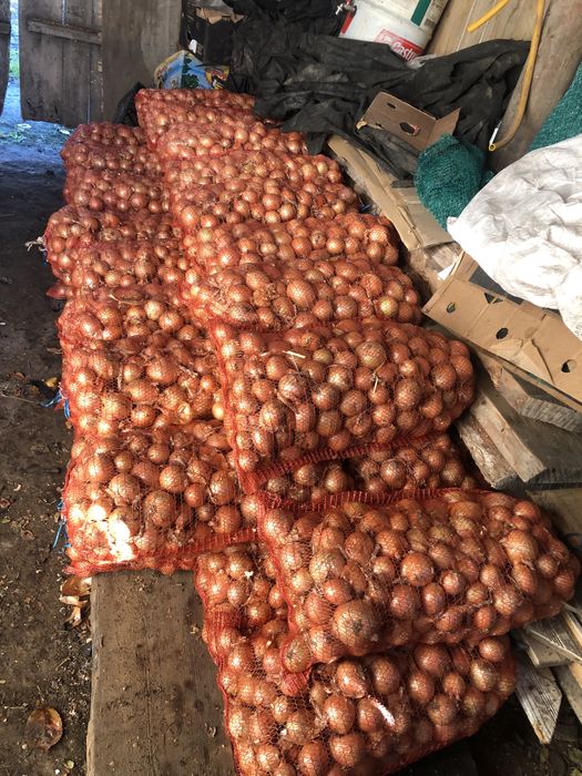 Цибуля середня для їди