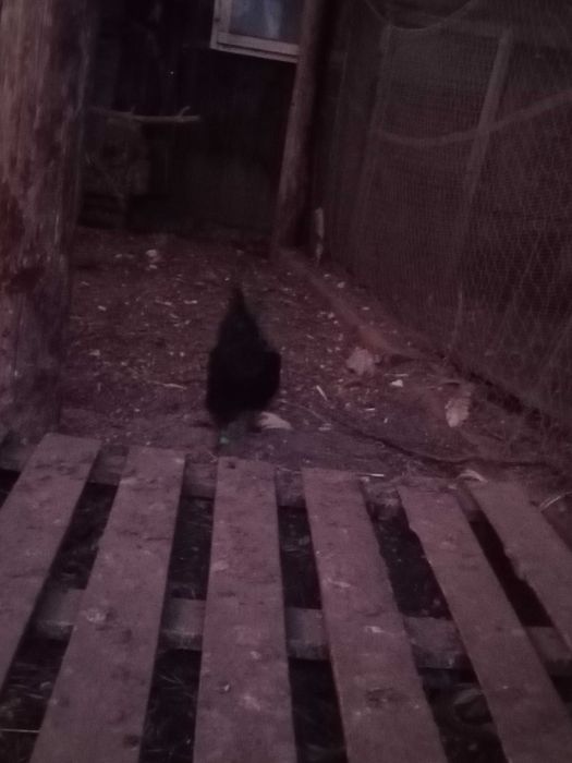 Sprzedam kury koguty Ayami Cemani ozdobne jaja lęgowe, czarne, białe