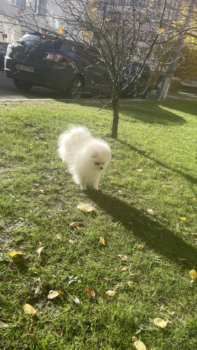 Злопчик і дівчинка померанського шпіца