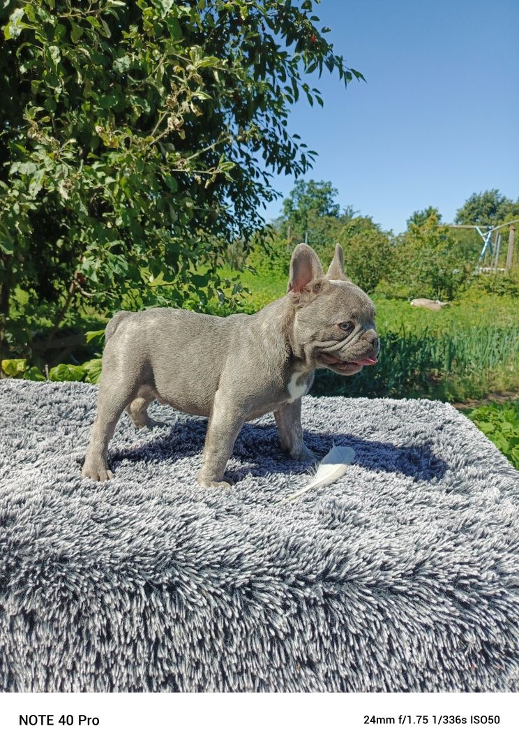 Buldog francuski lilac