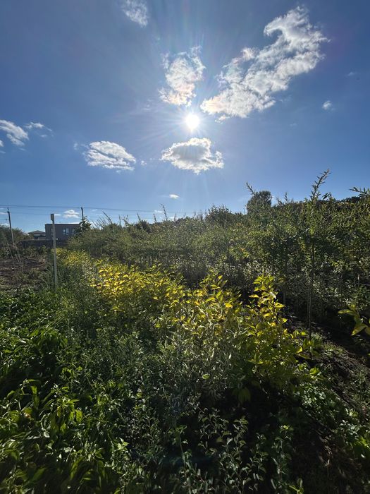 Верба Хакуро-Нішикі на штамбі | З відкритою кореневою системою