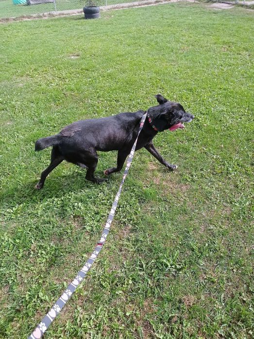 Heban potrzebuje domu bez dzieci i innych psów