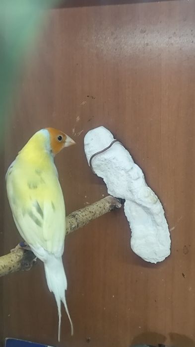 Amadyny wspaniałe para