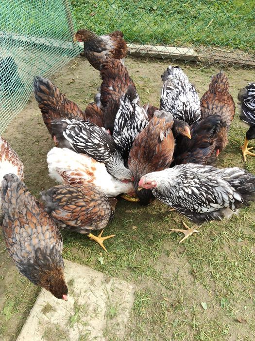 Wyandotte, Wyandotta, Wyandotty Koguty