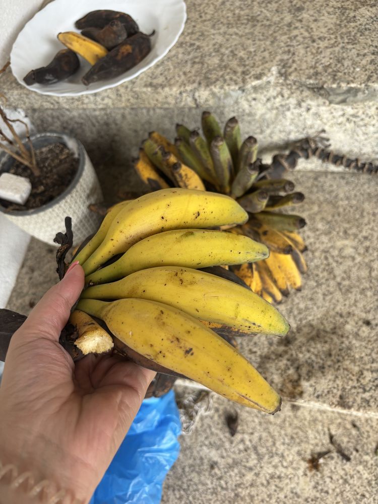 Bananeira banana ouro