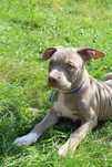 Amstaf Amstaff Amstaffy American Staffordshire Terrier