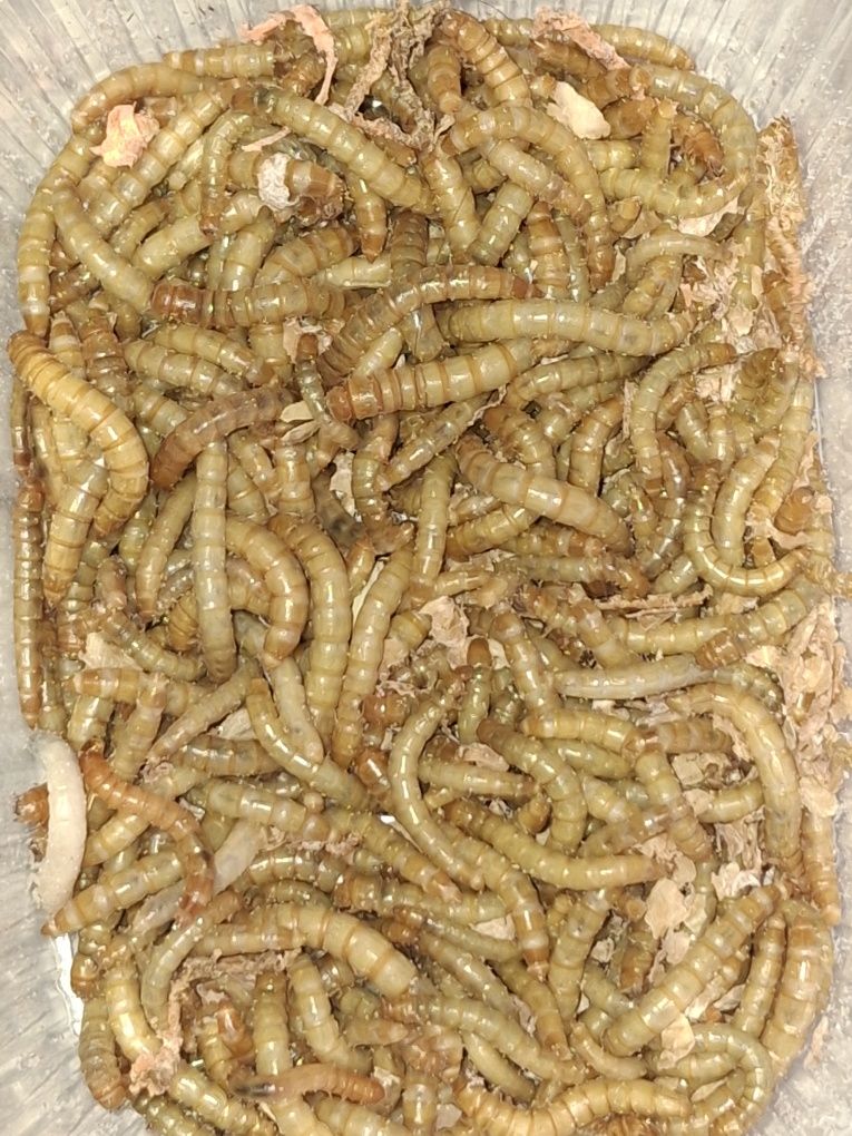 Mącznik owady karmowe