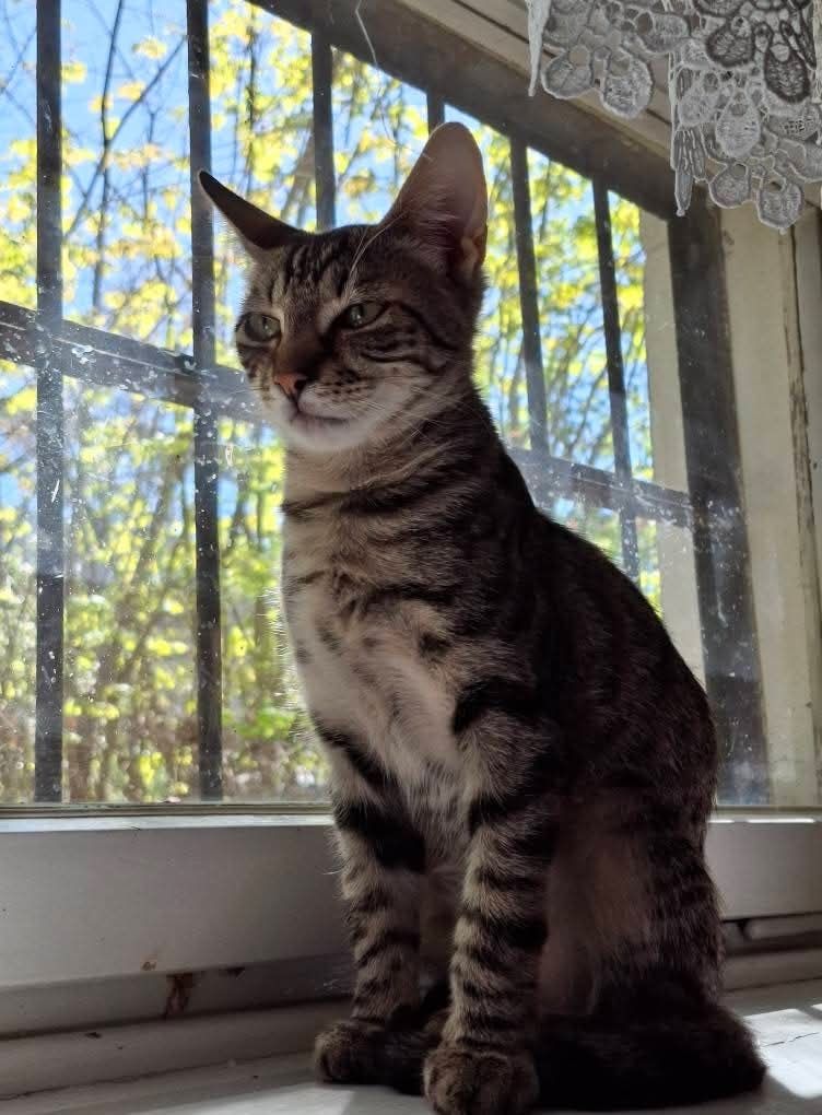 Cudne kotki do adopcji