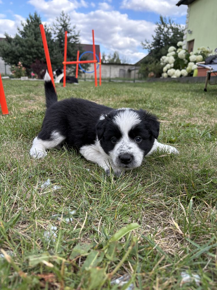 Border Collie czarno-biała suczka