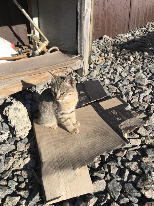 Гарні котята шукають новий дім. Дуже акуратні , ідять все. Три місяці.