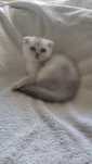 Шотландські висловухі кошенята. Скотіш Scottish fold.