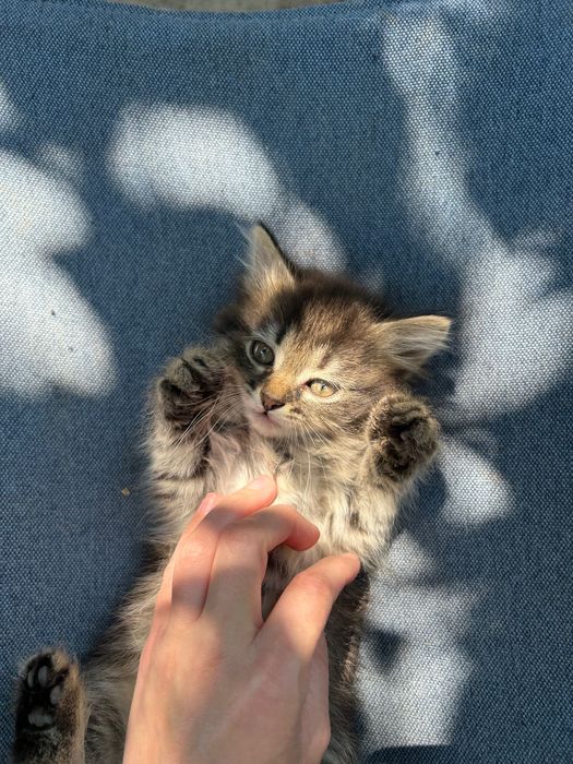 Кошенята безкоштовно