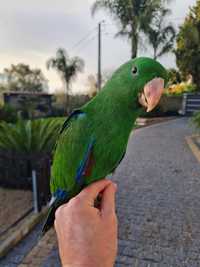 Papagaios eclectus