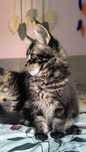 Marvel kocurek Maine Coon/FPL