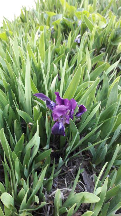 Ирис карликовый, бордюрный.