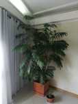 Palmeira lindíssima de interior
