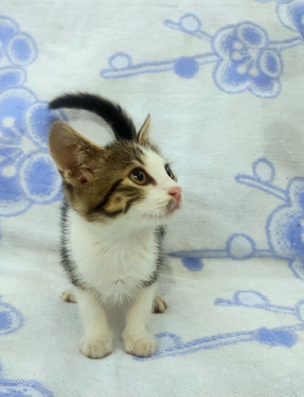 Маленькая котенок девочка ищет дом! Котята! Отдам в хорошие руки!