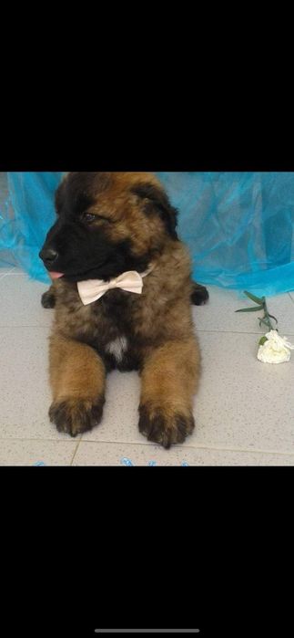 Cachorro Serra da Estrela com Lop