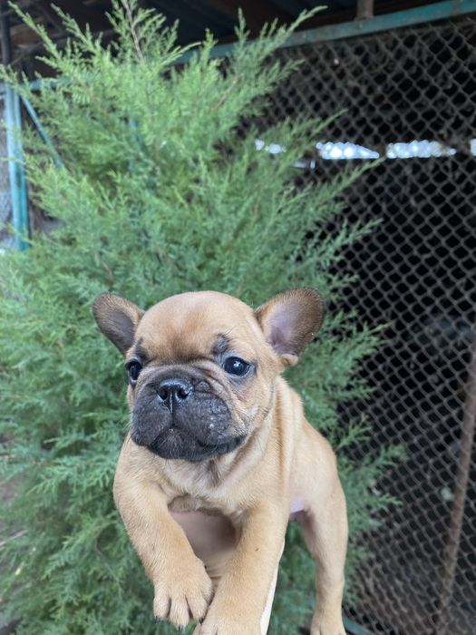 Цуценята французького бульдога