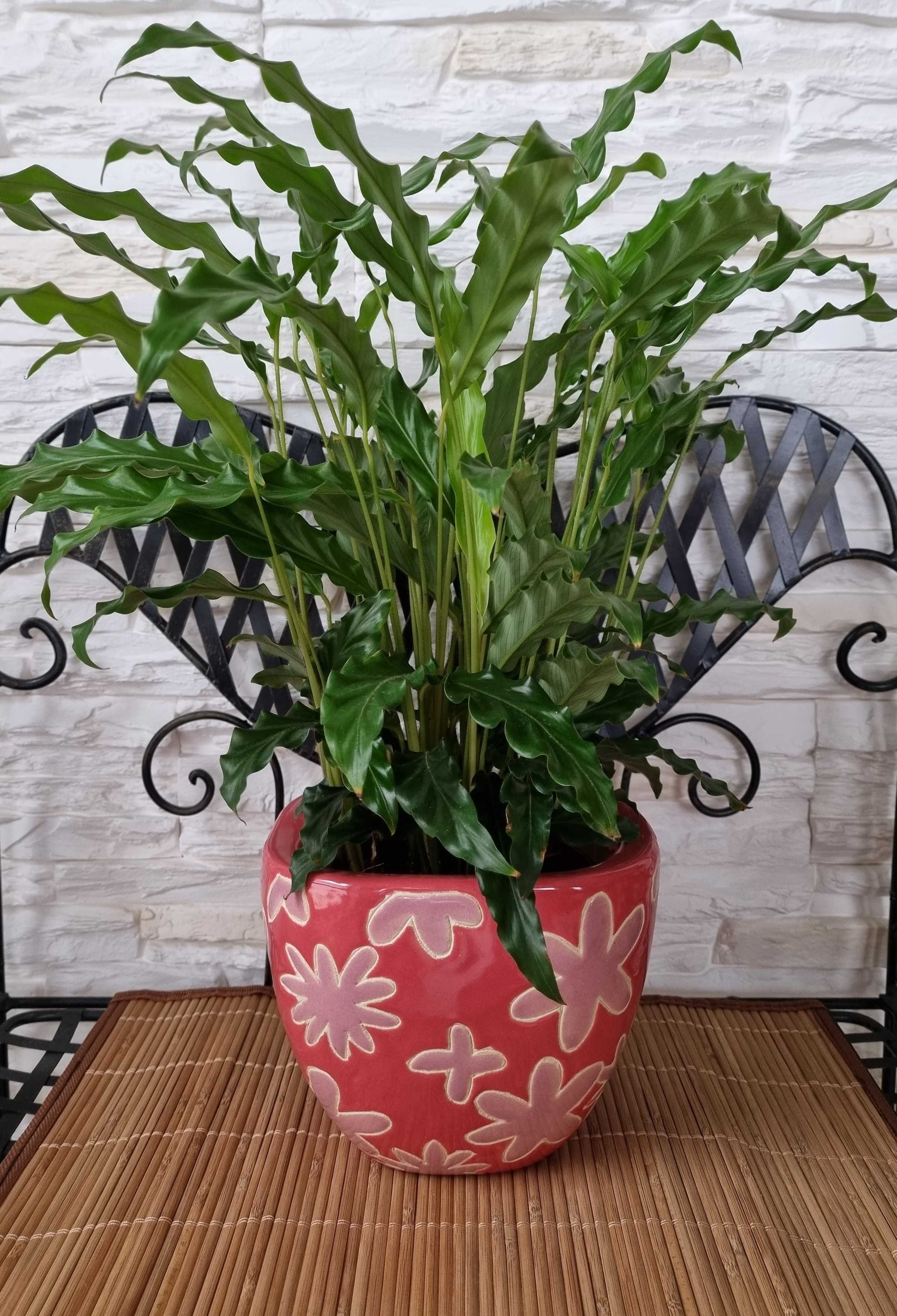 Doniczka Ceramiczna Kwadratowa Kwiaty Amarantowa wys 14cm