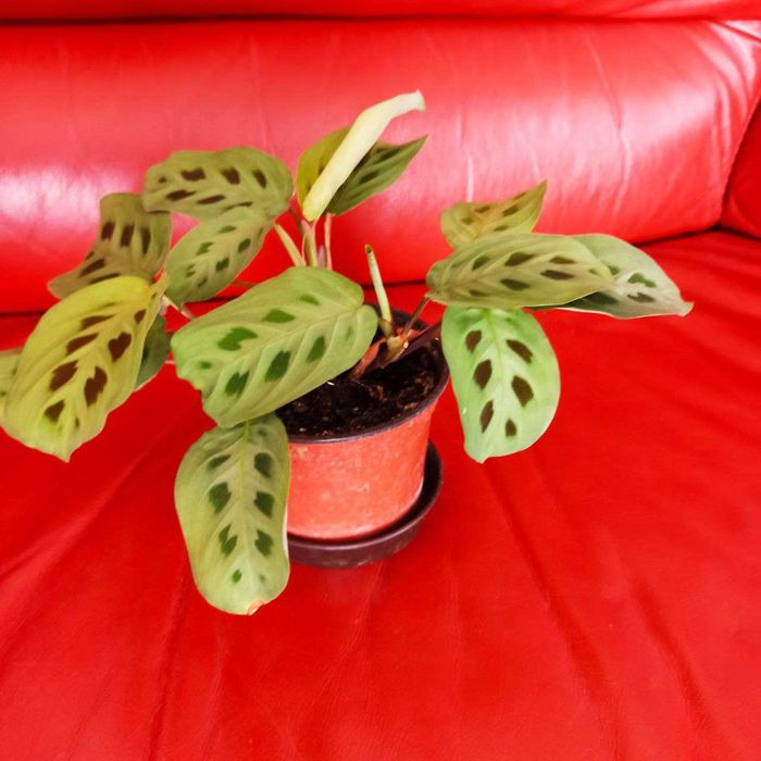 Маранта Керховена