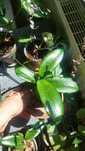 Hoya hoja erythinina black leaves