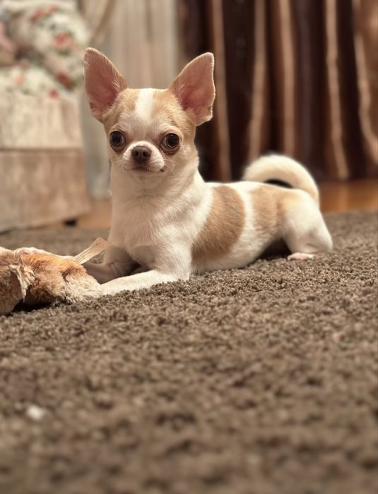 Ишем девочку чихуа для случки