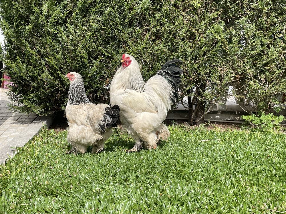 Casal brahma light negro adulto