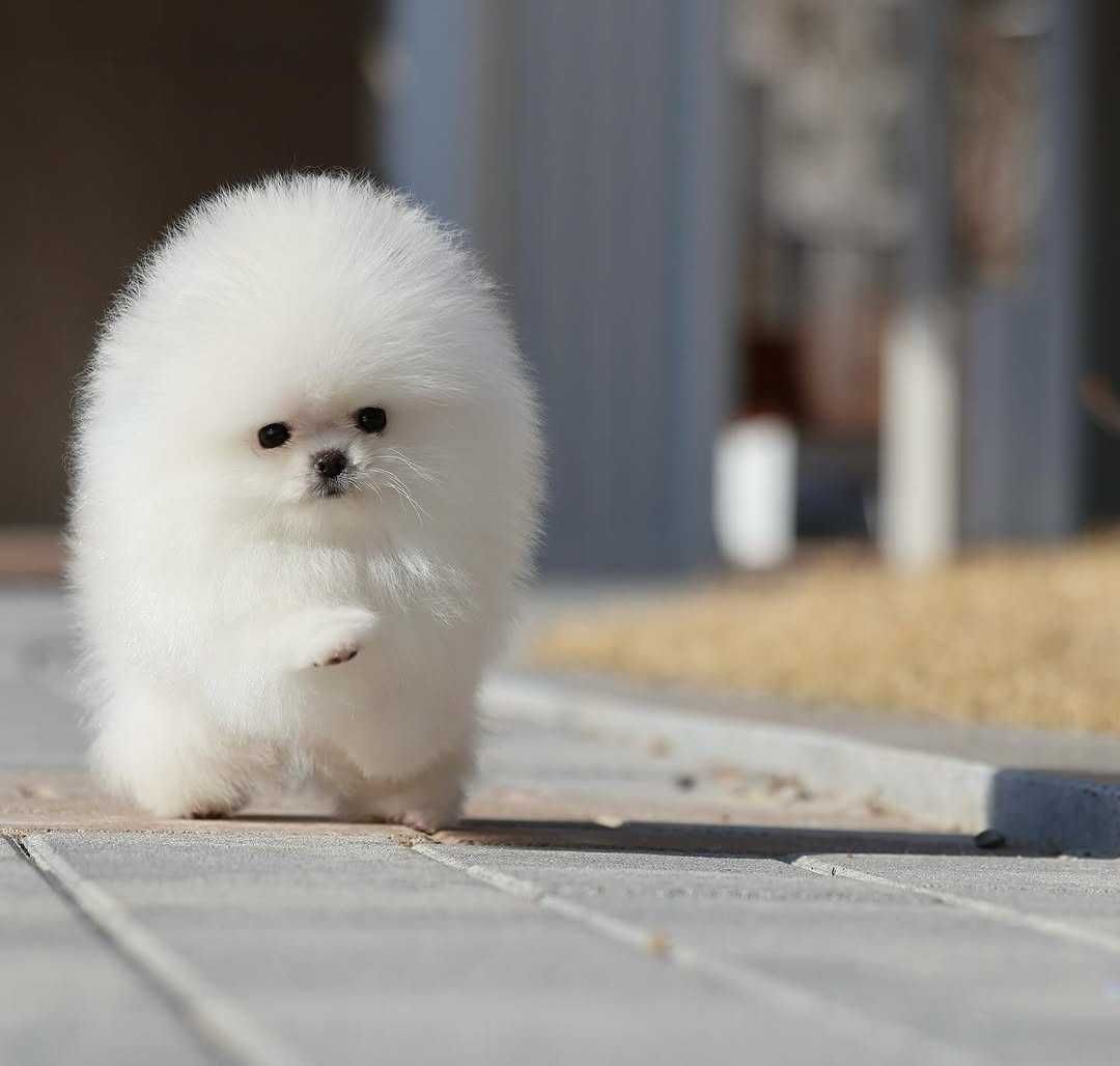 Spzic pomeranian