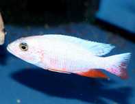 SCIAENOCHROMIS FRYERI SNOW WHITE Ciclídeos Africanos