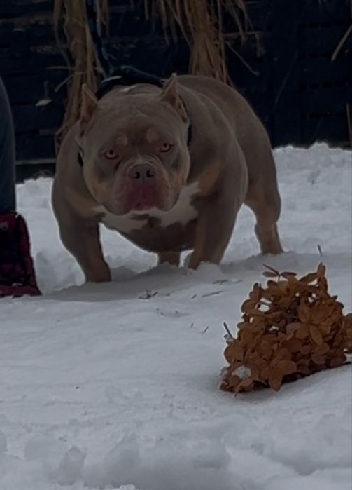 Anerican Bully ABKC pocket