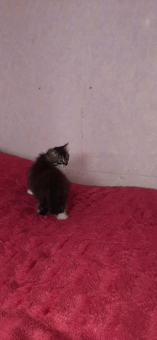 Віддам котика в добрі руки.