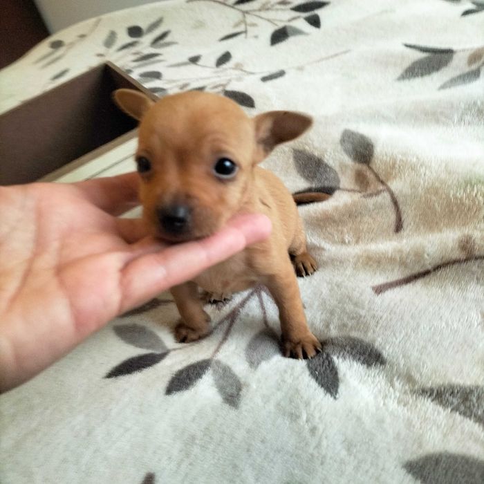 Pisncher fêmea mini