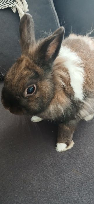 Oddam królika 8 letniego