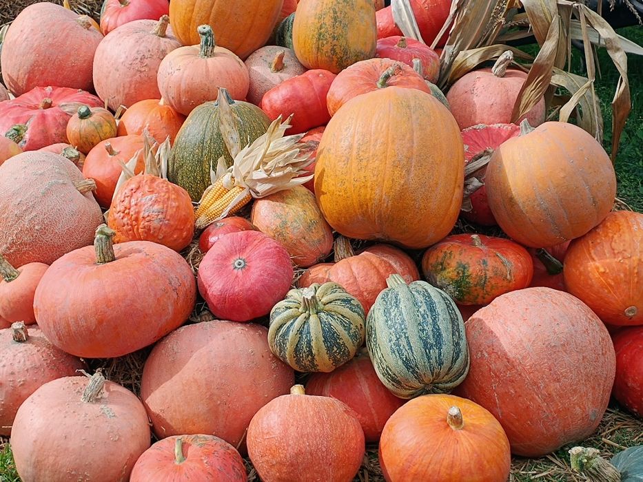 Dynie Halloween, ozdobne, dynia ozdobna, 3zł/kg