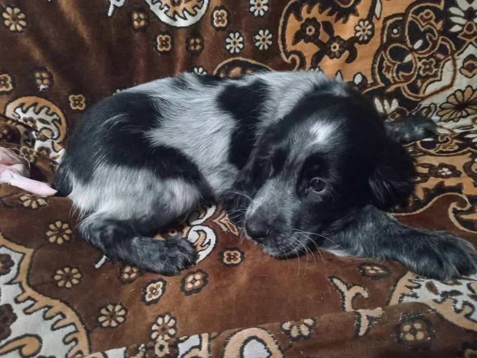 Продам кокера спініеля