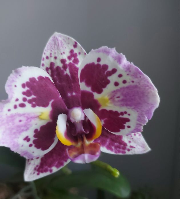 Орхідея метелик Drim Diаmond