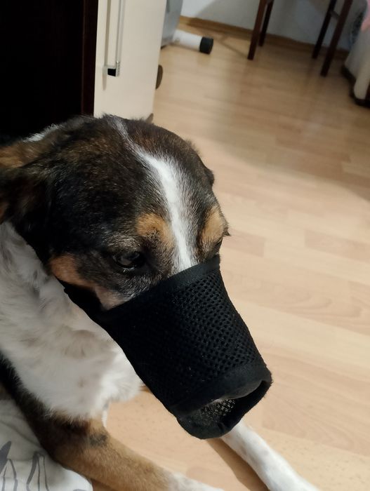 Miękki kaganiec średni pies