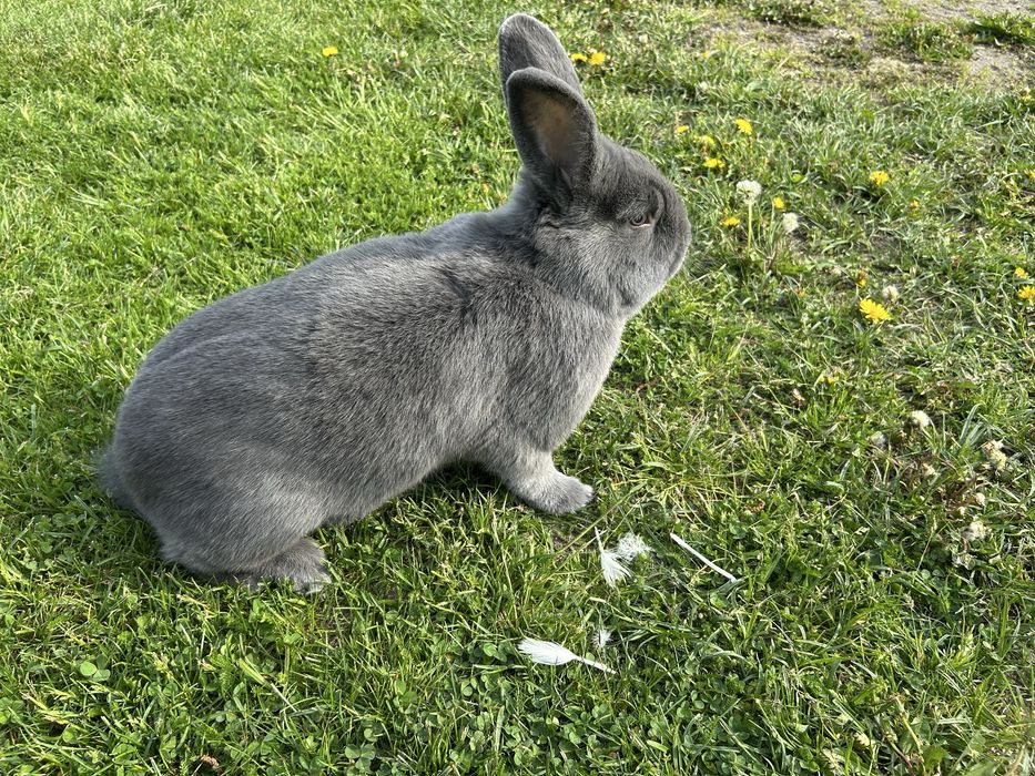 Wiedeński niebieski