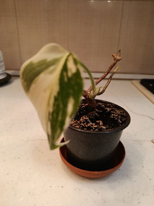 Монстера Альба мраморна