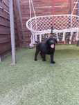 Labrador Retriever pies czarny Sid gotowy do odbioru