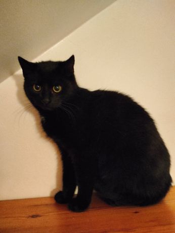 6 miesięczny wykastrowany czarny kot Perwoll szuka domu