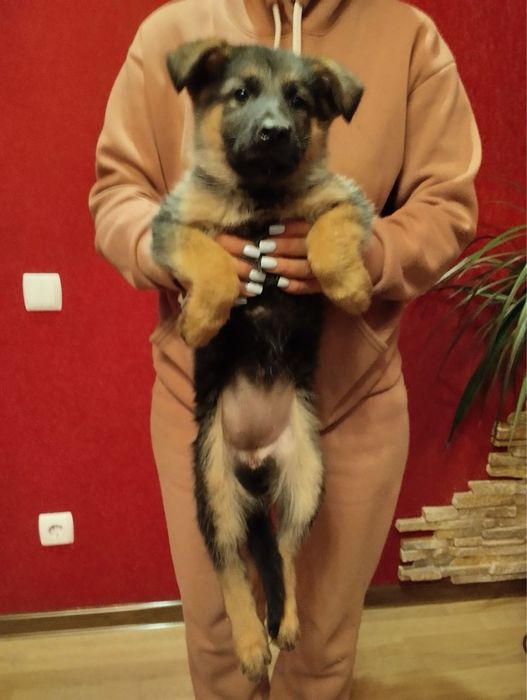 Продам цуценят Німецької вівчарки