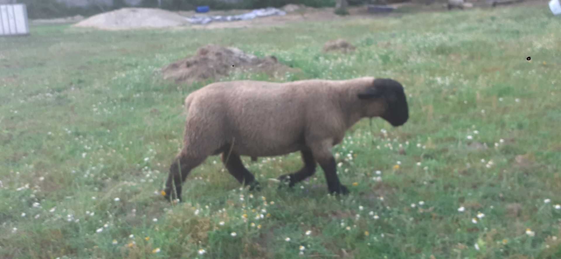 Borrego Suffolk 2025
