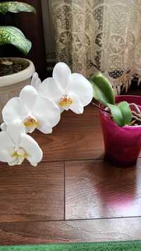 Продаж домашньої орхідеї