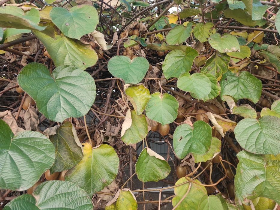 Fruta : Kiwis 100% biologicos