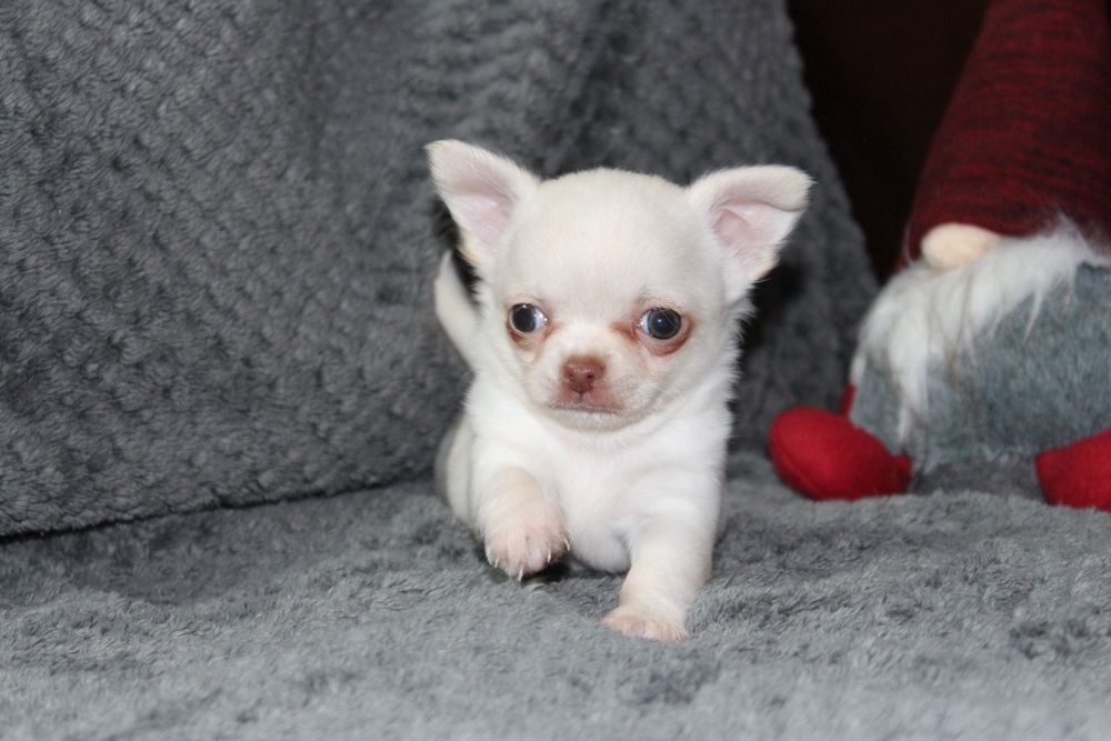 Найкращi і найвiрнiші друзi для вашої родини