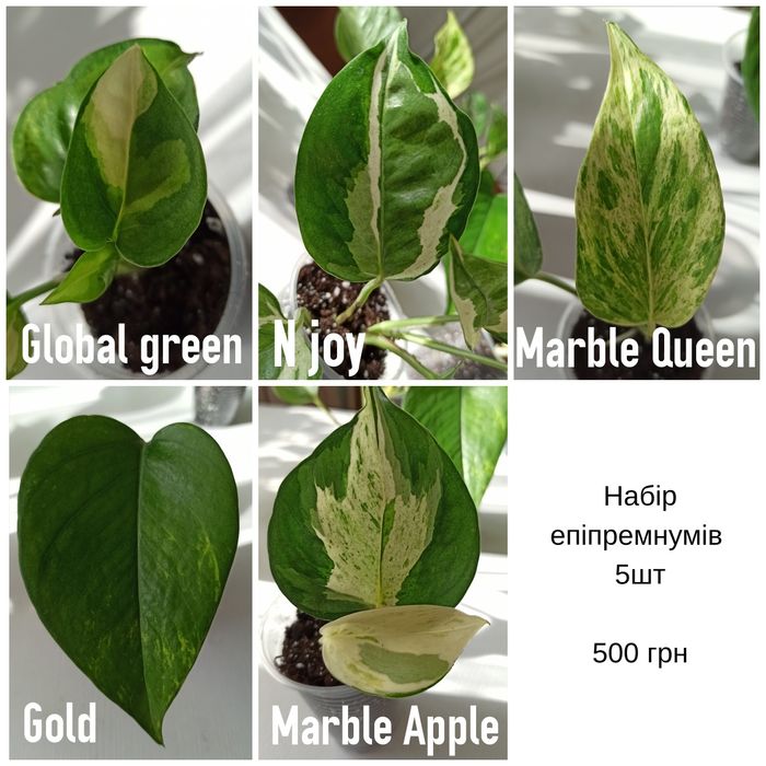 Епіпремнум, сциндапсус набір та окремо