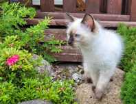 Ragdoll kotka Mia