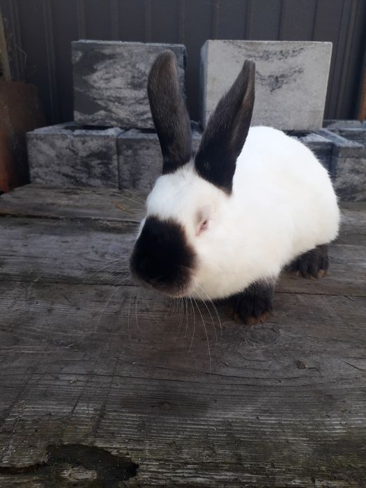 Кролі каліфорнія, самці, самки, молодняк